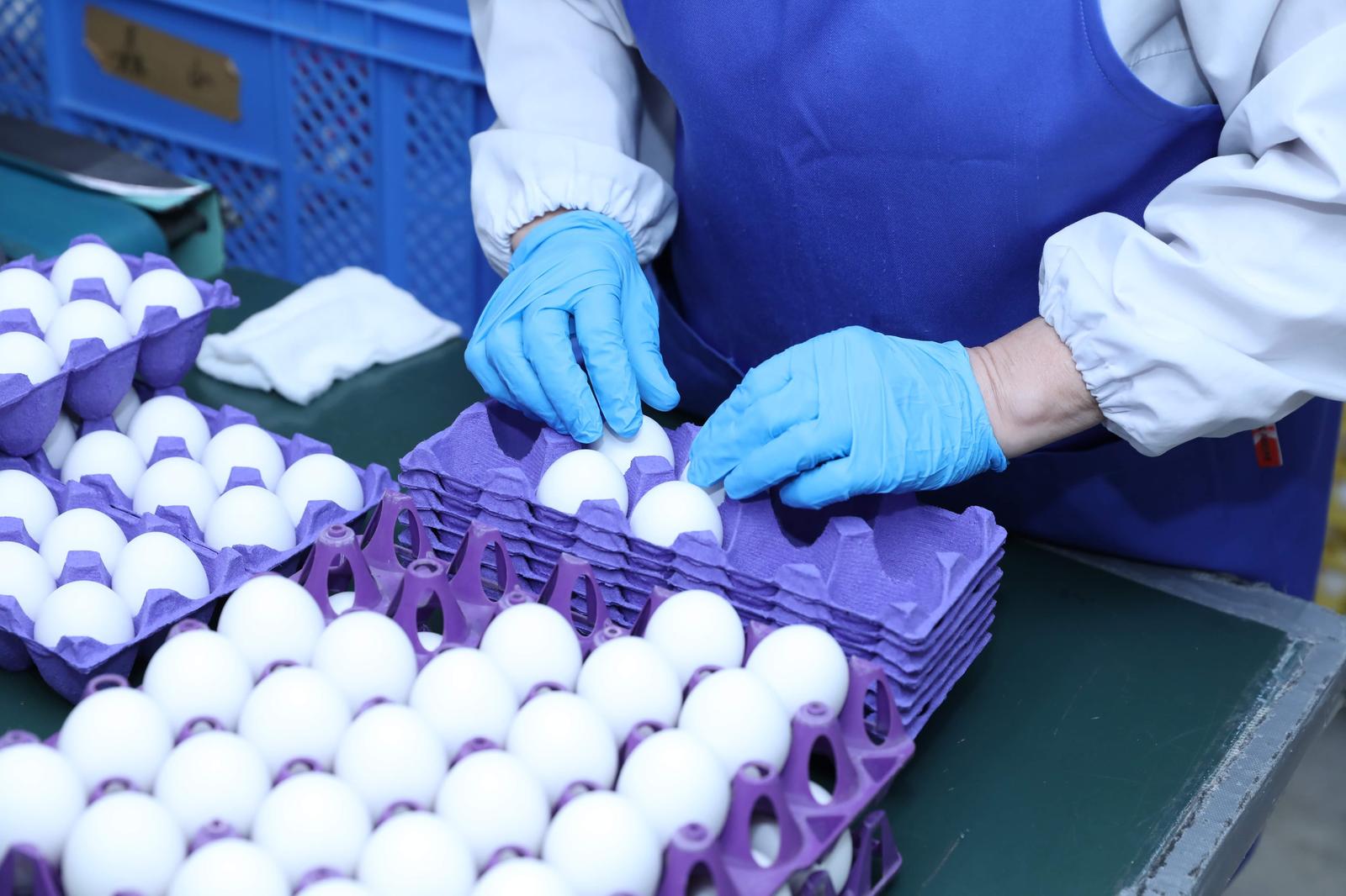 自社工場での卵の選別作業